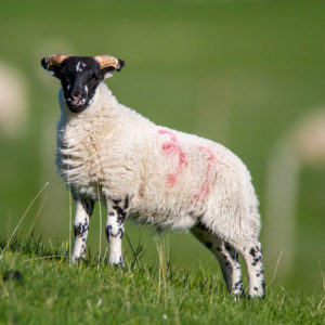 Sheep Livestock2