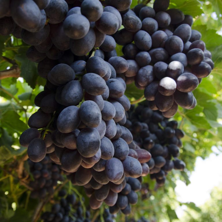 WineGrapes