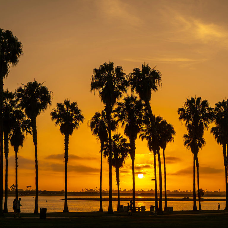 palmtrees sunset