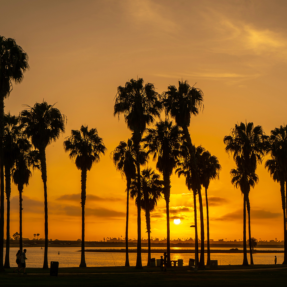 palmtrees sunset