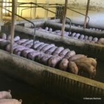 Pork Production