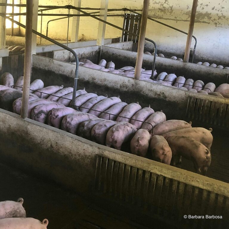 Pork Production