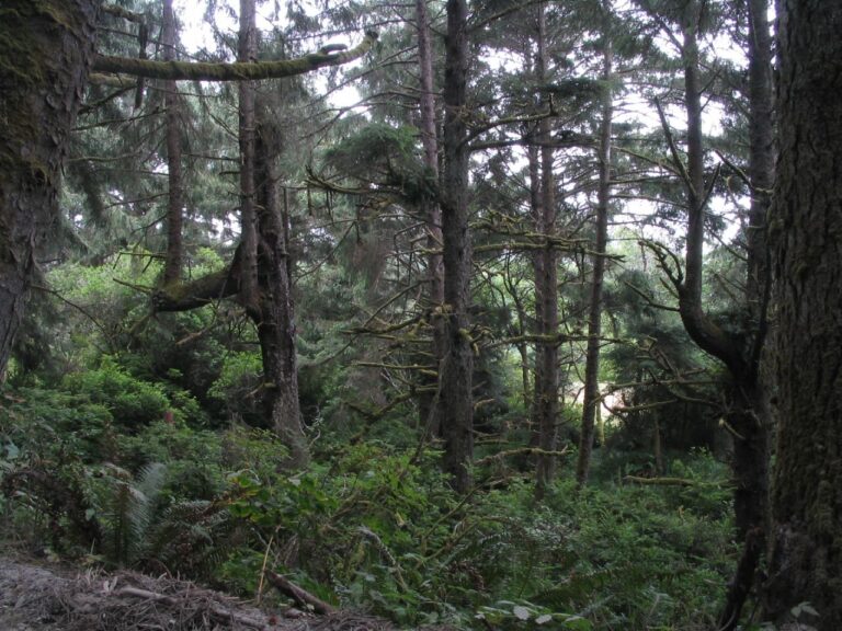 Forest219348021 829098630c o KenLund