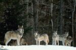 Wolves