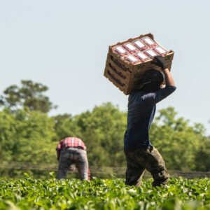 Farm Workers 1