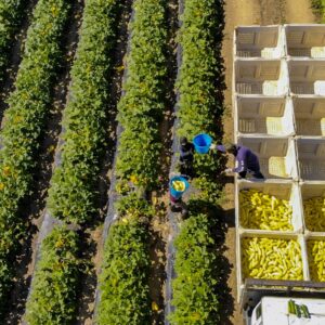 Farm Workers 2