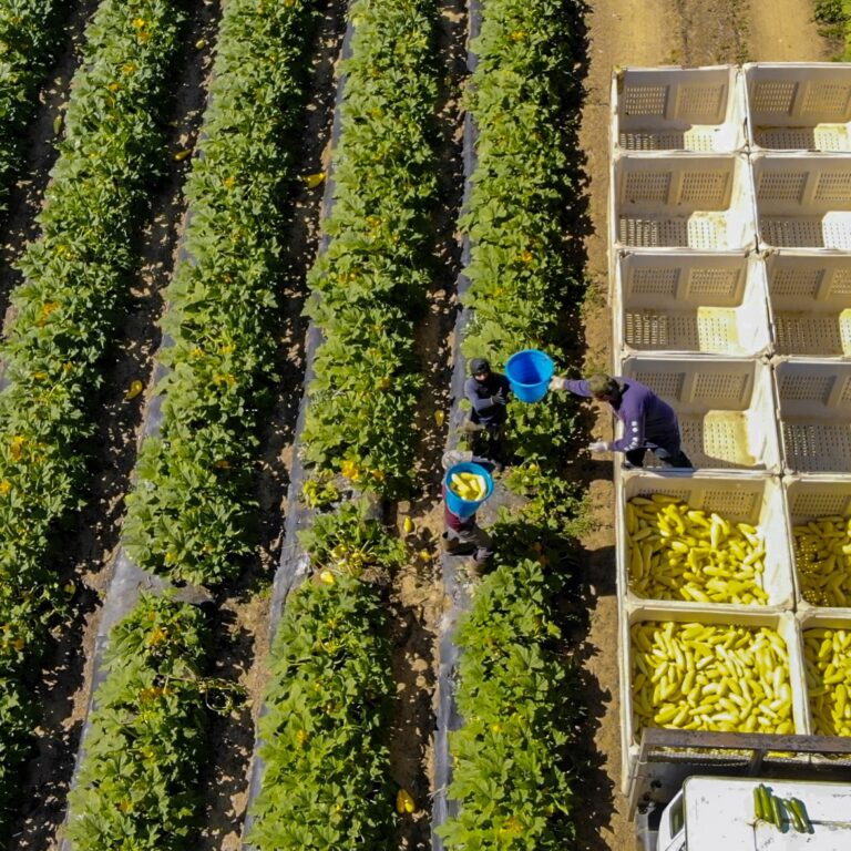 Farm Workers 2