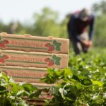 Farm Workers 3