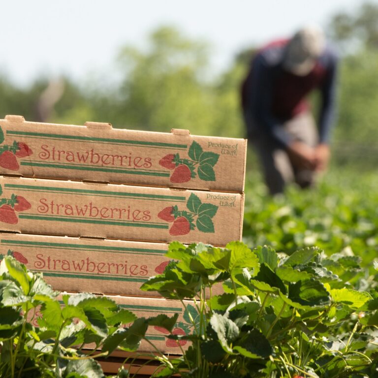Farm Workers 3