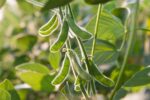 Soybean Farm