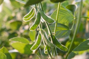 Soybean Farm