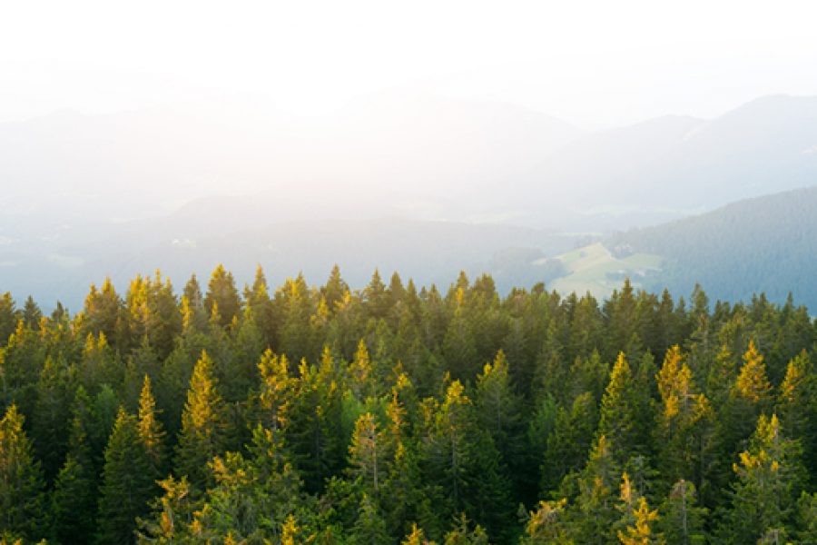 View On Pine Forest From Above