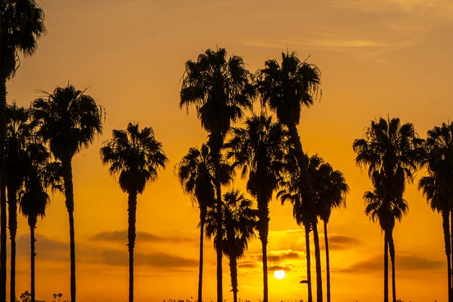 palmtrees sunset