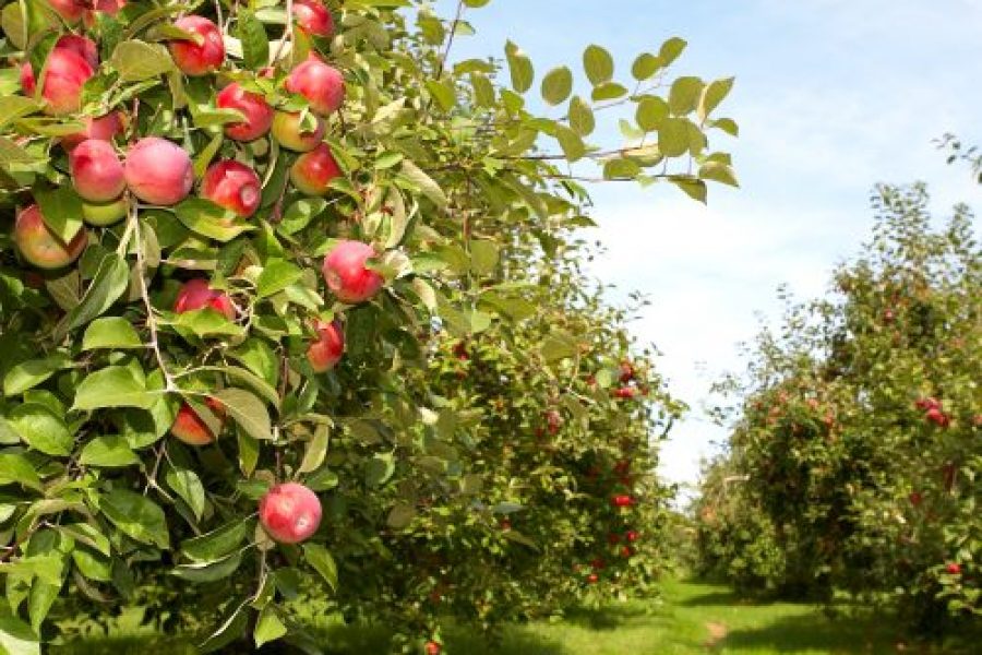 shutterstock 5812627 environment 500x500 1