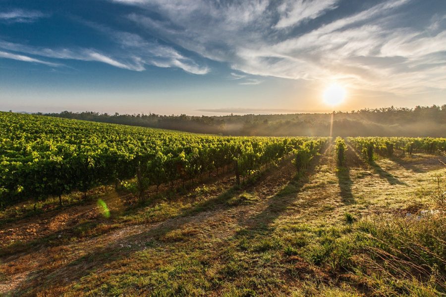 vineyard-g01a3c0aff_1920